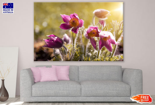 Pink Anemones Flower Spring Sunset Photograph Print 100% Australian Made