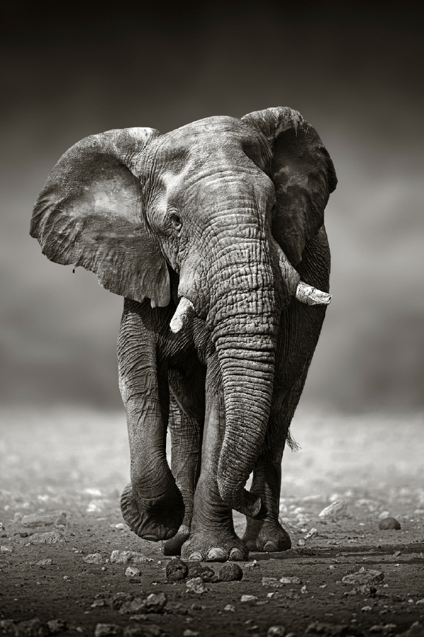 Walking Elephant B&W Photograph Print 100% Australian Made