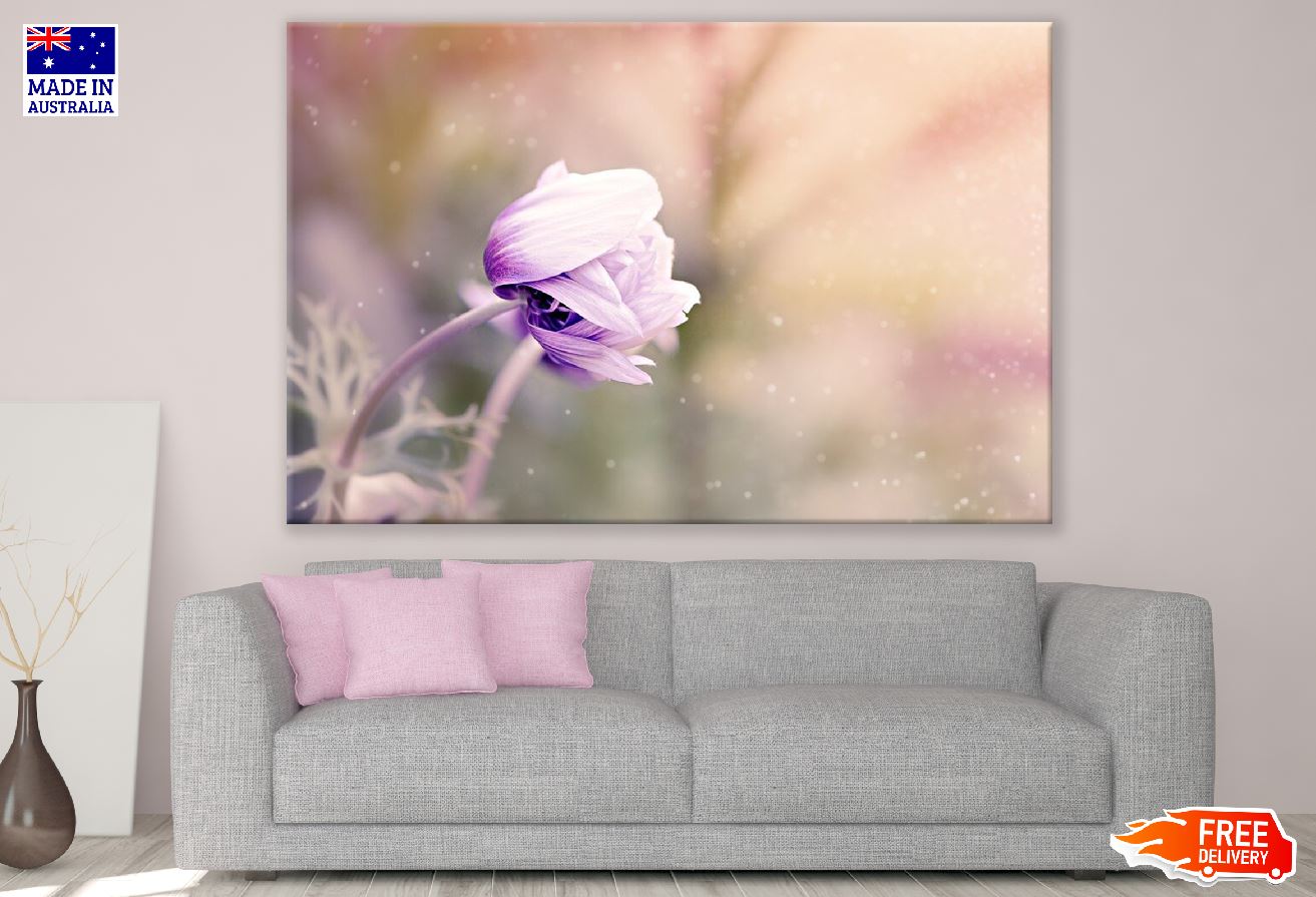 Purple Anemone Flower Closeup Photograph Print 100% Australian Made
