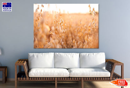 Oat Plants Field Closeup View Photograph Print 100% Australian Made