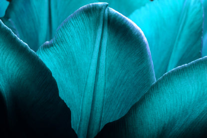 Blue Flower Petals Closeup View Photograph Print 100% Australian Made
