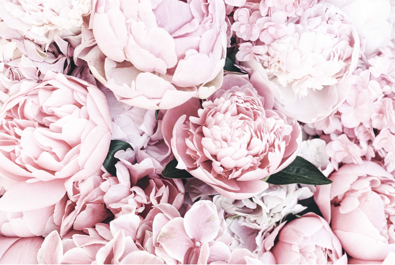 Pink Peonies Bouquet Closeup View Photograph Print 100% Australian Made