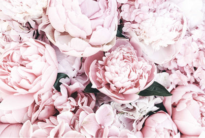 Pink Peonies Bouquet Closeup View Photograph Print 100% Australian Made