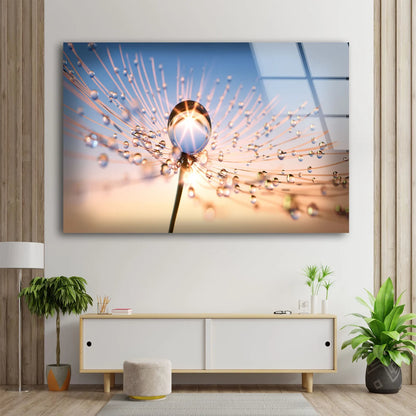 Waterdrops on Dandelion Flower Acrylic Glass Print Tempered Glass Wall Art 100% Made in Australia Ready to Hang