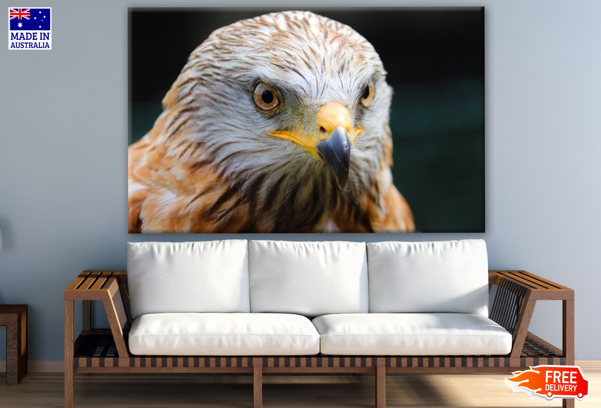 Eagle Face Portrait Photograph Print 100% Australian Made