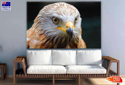 Eagle Face Portrait Photograph Print 100% Australian Made