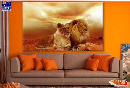 Lion Couple On Sunset Print 100% Australian Made