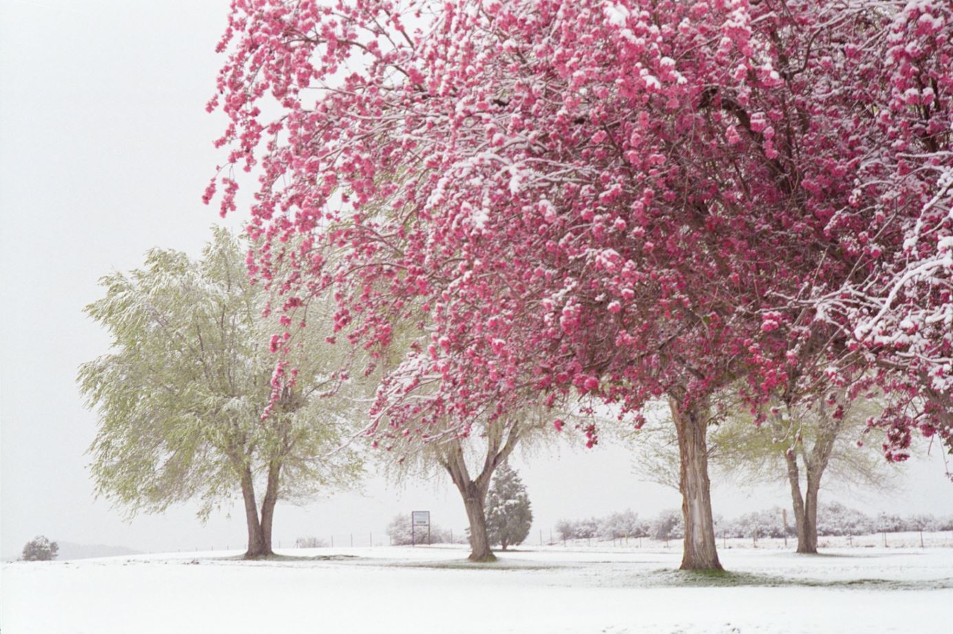 Stunning Blossom tree in Winter Snow Photograph Print 100% Australian Made