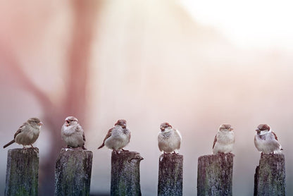 Birds on Fence Photograph Home Decor Premium Quality Poster Print Choose Your Sizes