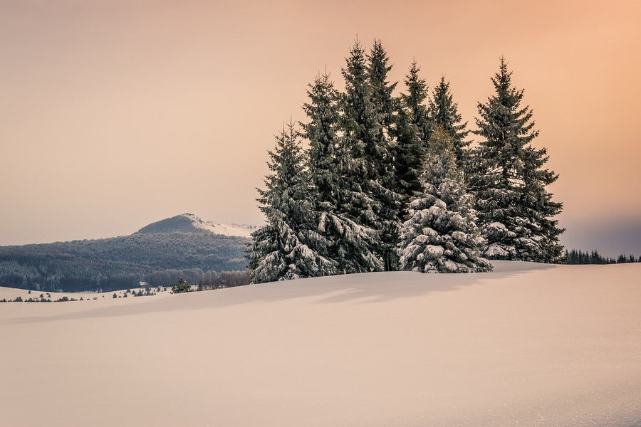 Snow Field with Trees Sunset Photograph Print 100% Australian Made