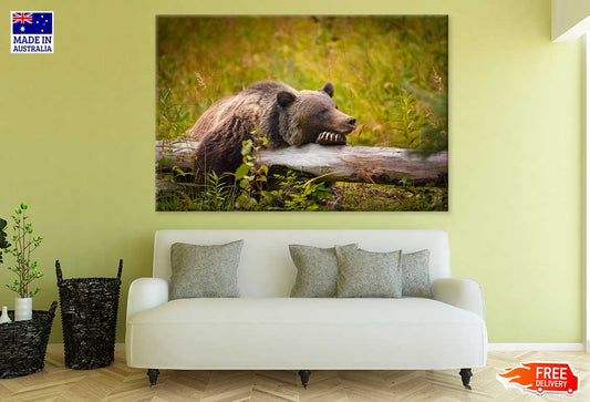 Grizzly Bear in Banff Park Canada Photograph Print 100% Australian Made