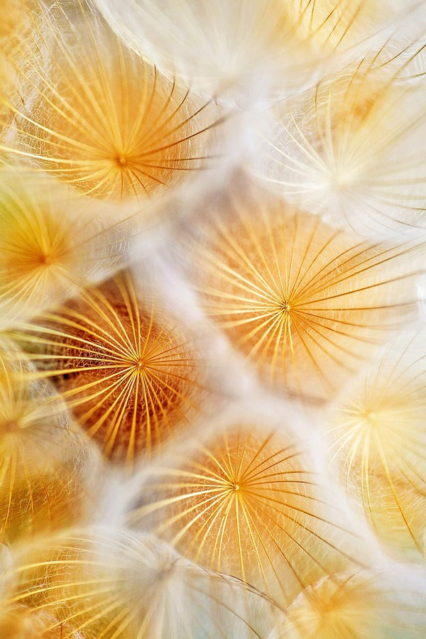Golden Dandelion Closeup Photograph Print 100% Australian Made