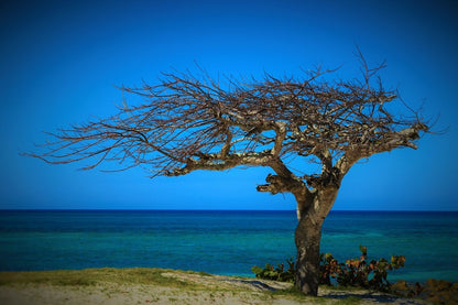 Old Dead Tree Near Sea Photograph Print 100% Australian Made