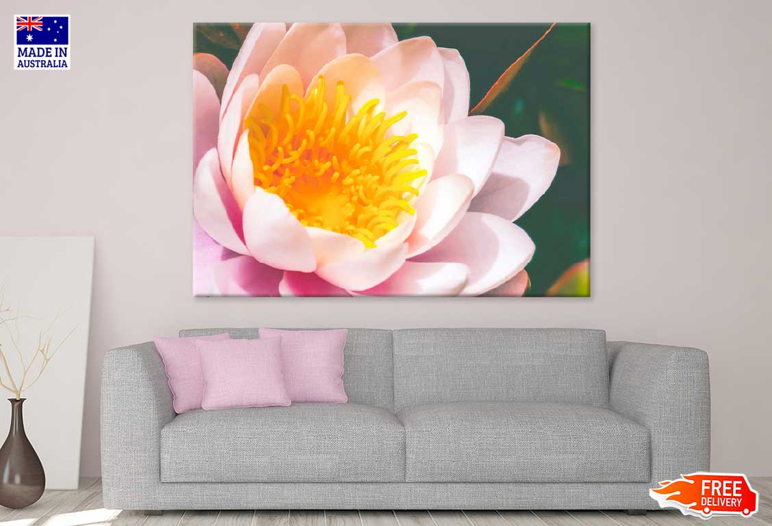 Pink Water Lily Closeup View Photograph Print 100% Australian Made