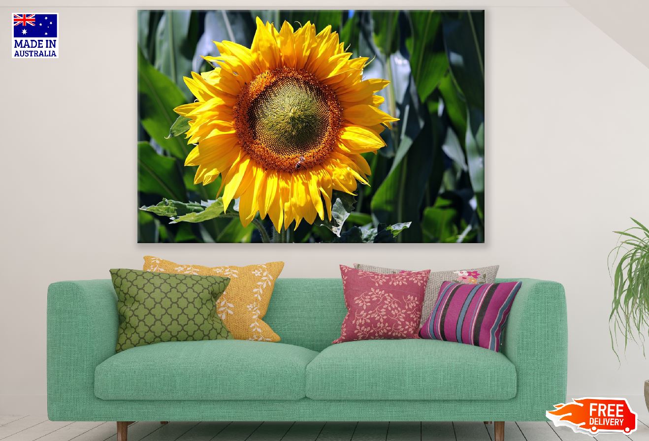 Sunflower Closeup Photograph Print 100% Australian Made