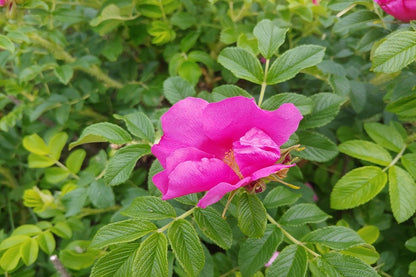 Beach Rose with Tree Photograph Print 100% Australian Made