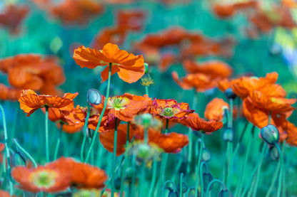 Orange Poppy Flower Field View Photograph Print 100% Australian Made