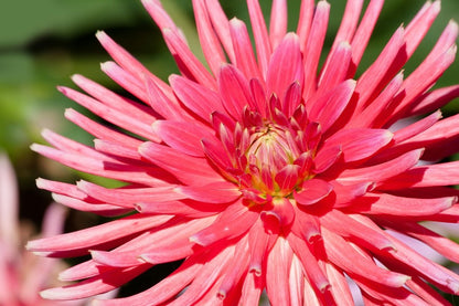 Pink Dahlia Flower Closeup Photograph Print 100% Australian Made