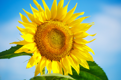 Yellow Sunflower & Blue Sky View Photograph Print 100% Australian Made