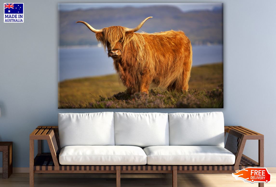 Highland Cow on Meadow Photograph Print 100% Australian Made