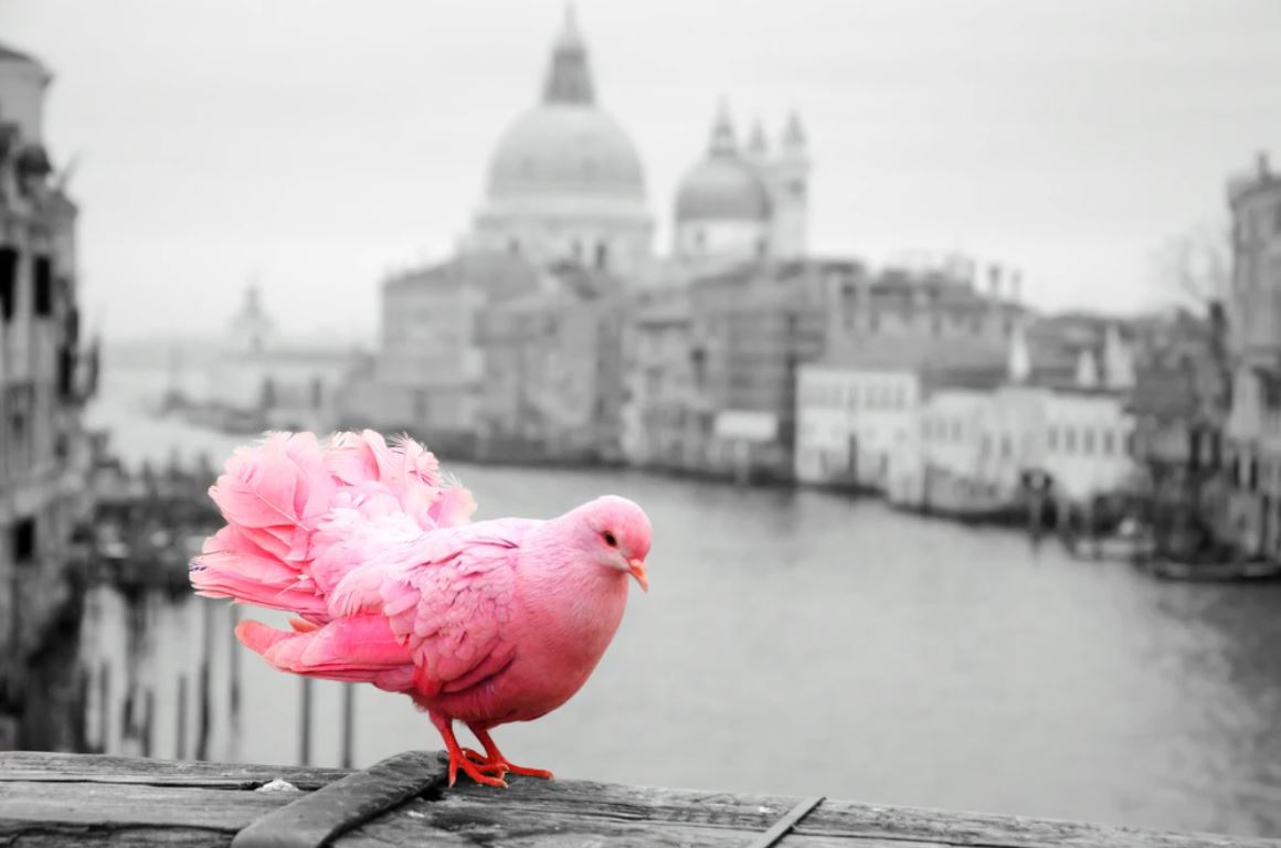 Pink Pigeon and City B&W Photograph Home Decor Premium Quality Poster Print Choose Your Sizes