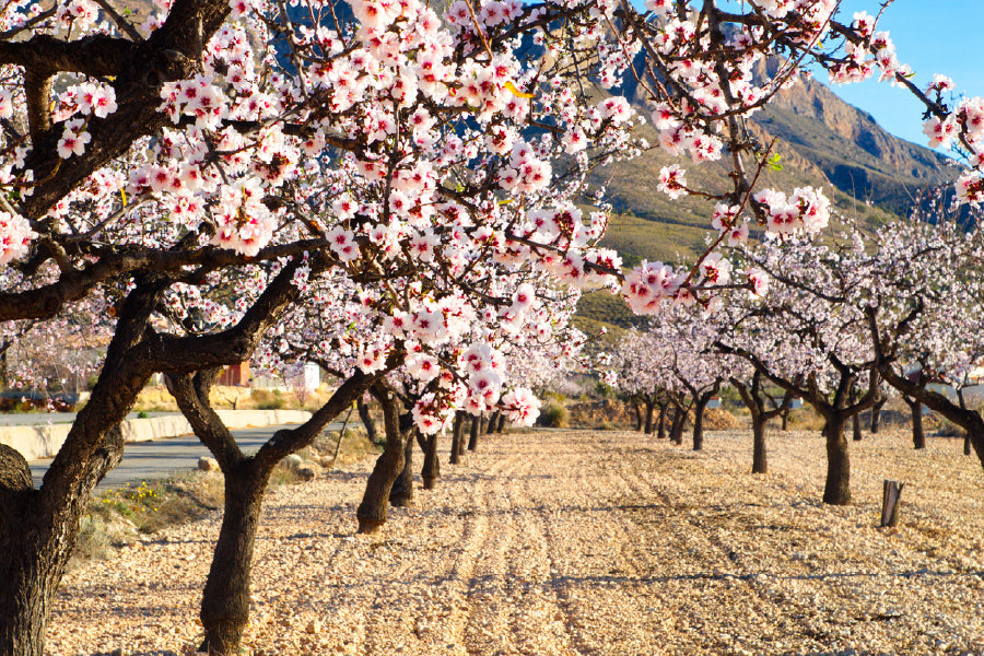 Blossom Trees Pathway Photograph Print 100% Australian Made