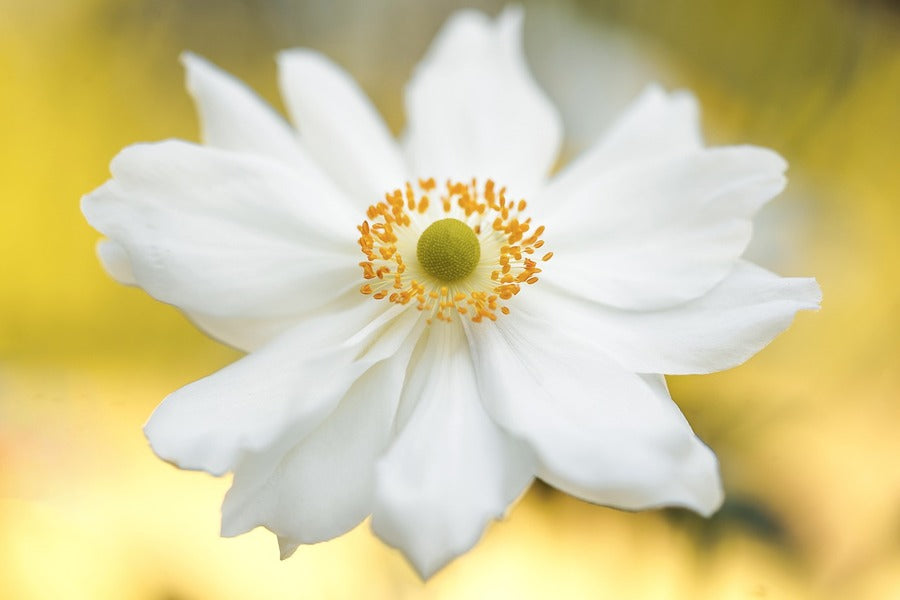 White Anemone Flower Closeup Photograph Print 100% Australian Made