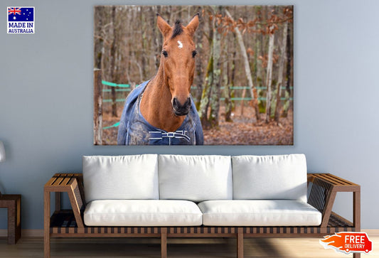 Sorrel Horse Closeup Photograph Print 100% Australian Made