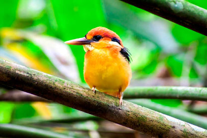 Bella Home Kingfisher on Tree Branch Closeup Print Canvas Ready to hang