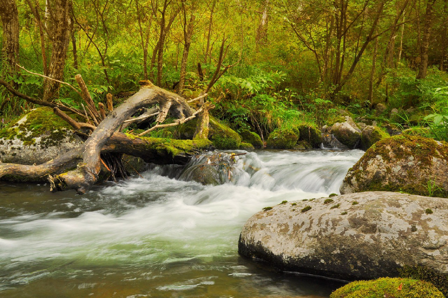 River in Deep Forest Photograph Print 100% Australian Made