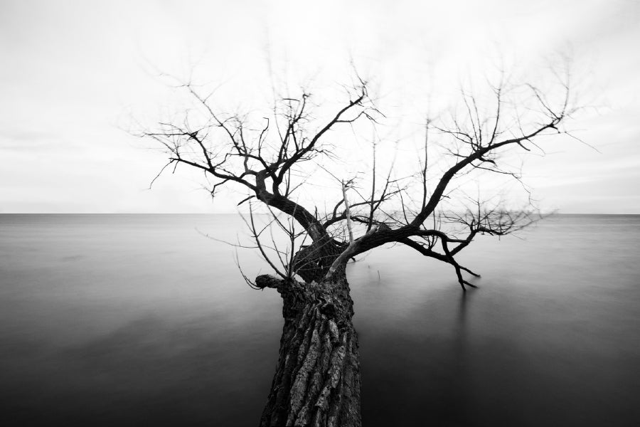 Tree with Bare Branch on Sea B&W Photograph Print 100% Australian Made