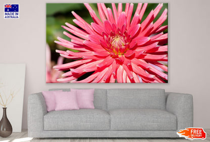 Pink Dahlia Flower Closeup Photograph Print 100% Australian Made