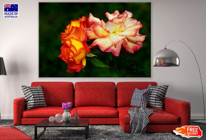 Yellow Red Roses Closeup Photograph Print 100% Australian Made