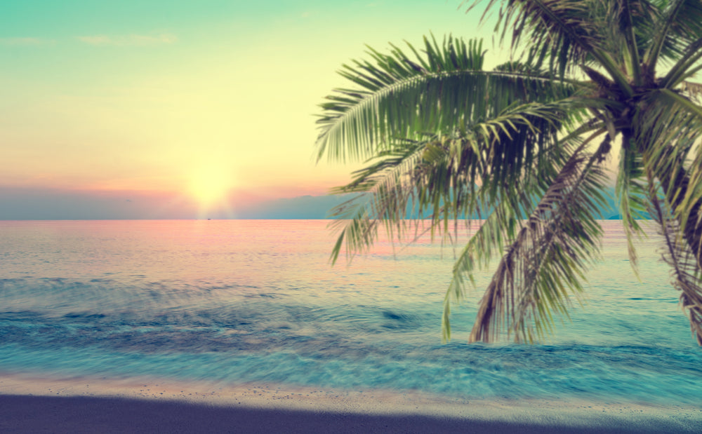 Stunning Palm Tree & Beach & Scenery Photograph Print 100% Australian Made