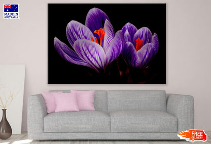 Purple Crocus Flowers Closeup Photograph Print 100% Australian Made
