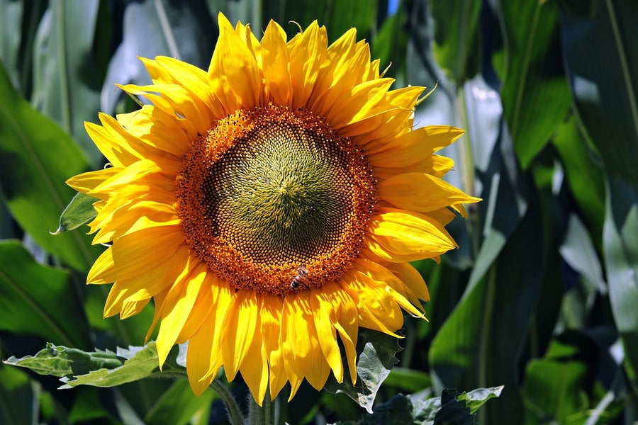 Sunflower Closeup Photograph Print 100% Australian Made