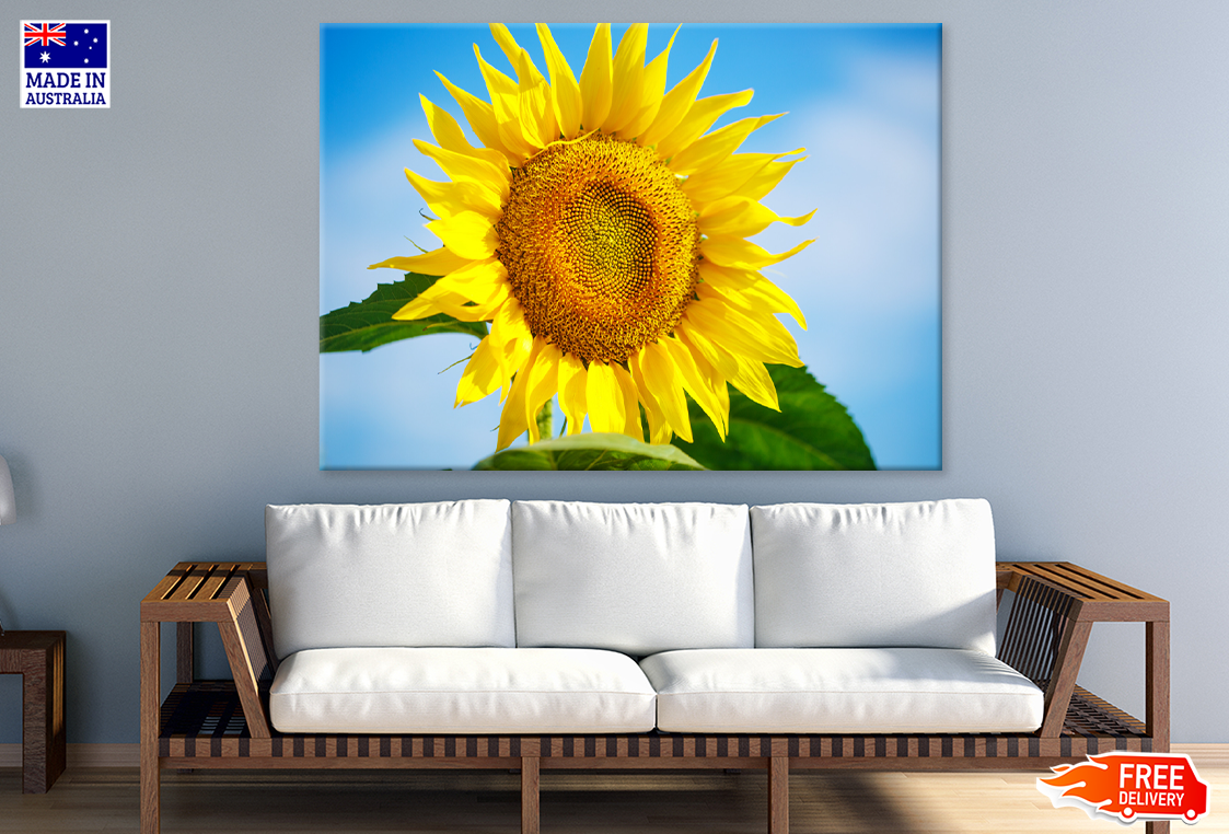 Yellow Sunflower & Blue Sky View Photograph Print 100% Australian Made