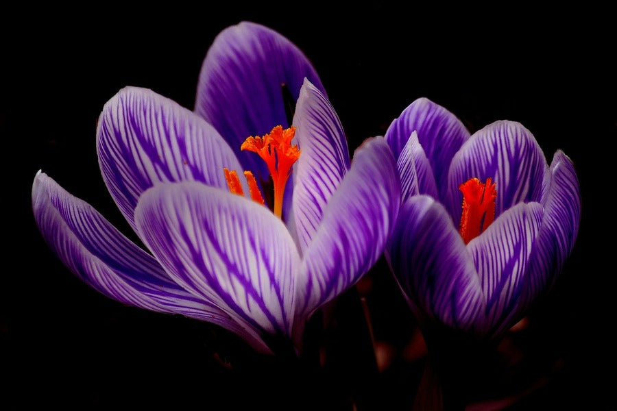 Purple Crocus Flowers Closeup Photograph Print 100% Australian Made