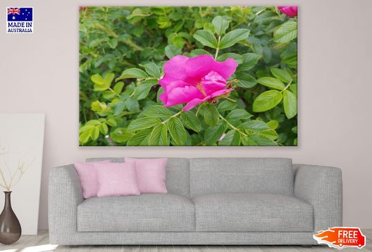 Beach Rose with Tree Photograph Print 100% Australian Made