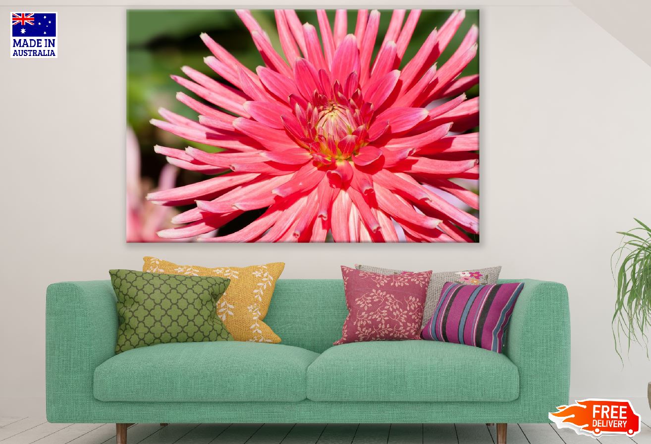 Pink Dahlia Flower Closeup Photograph Print 100% Australian Made