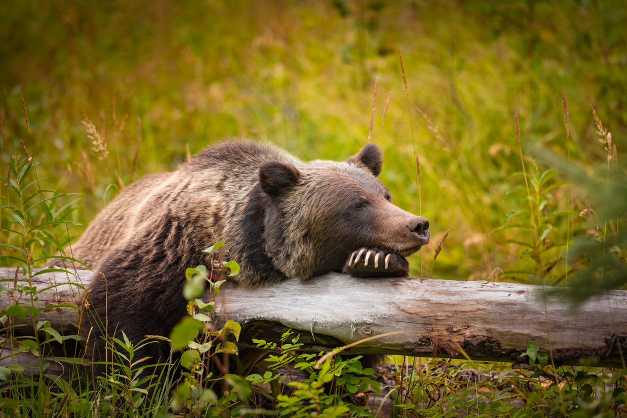 Grizzly Bear in Banff Park Canada Photograph Print 100% Australian Made