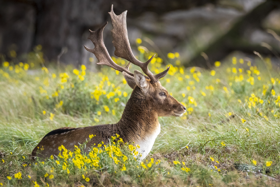 Deer & Yellow Flower Plant View Photograph Home Decor Premium Quality Poster Print Choose Your Sizes