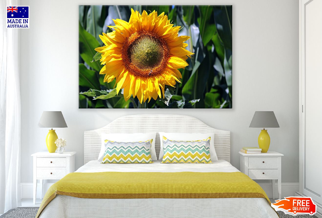 Sunflower Closeup Photograph Print 100% Australian Made