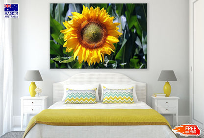 Sunflower Closeup Photograph Print 100% Australian Made