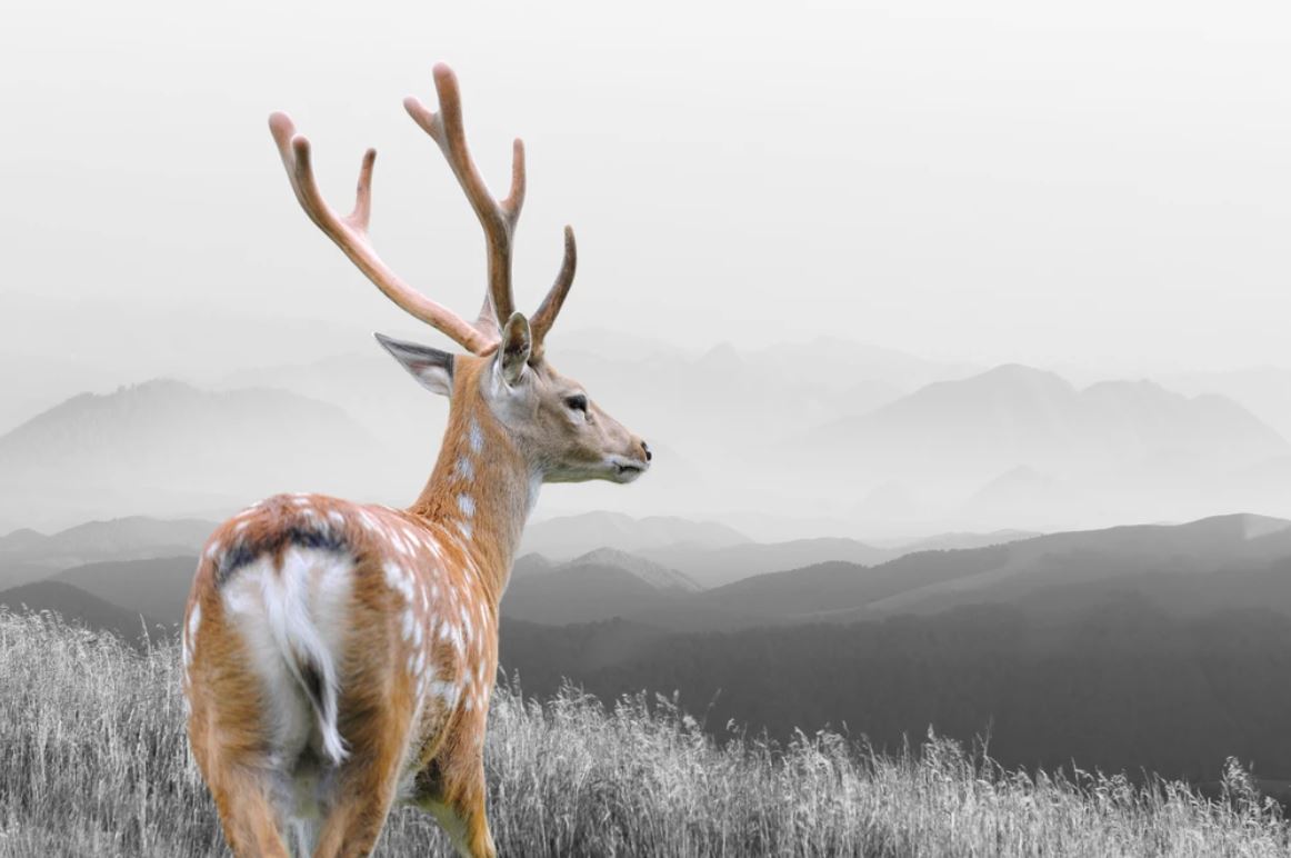Deer on B&W Field Photograph Home Decor Premium Quality Poster Print Choose Your Sizes
