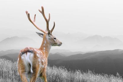 Deer on B&W Field Photograph Home Decor Premium Quality Poster Print Choose Your Sizes