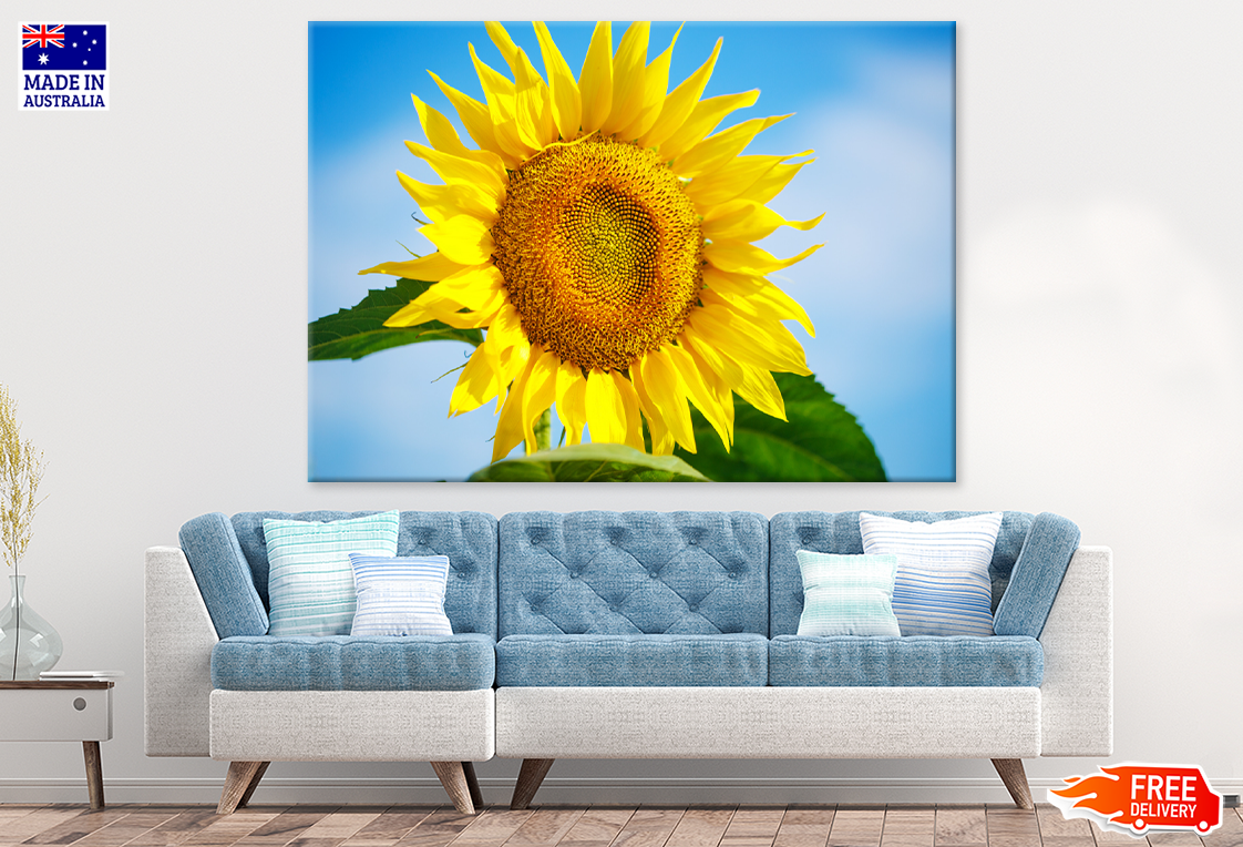 Yellow Sunflower & Blue Sky View Photograph Print 100% Australian Made