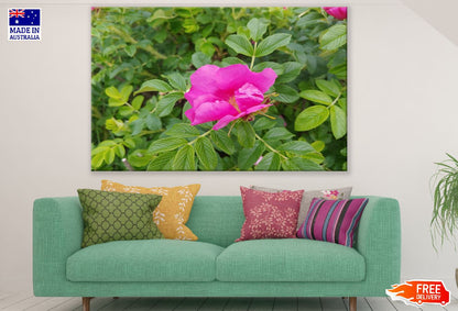 Beach Rose with Tree Photograph Print 100% Australian Made