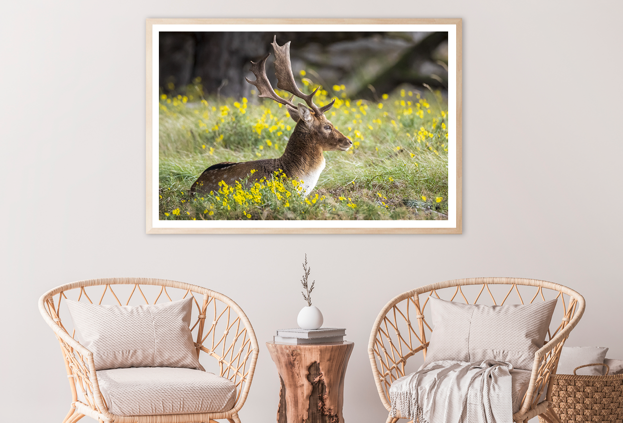 Deer & Yellow Flower Plant View Photograph Home Decor Premium Quality Poster Print Choose Your Sizes