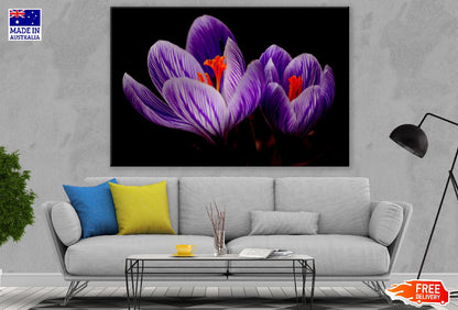 Purple Crocus Flowers Closeup Photograph Print 100% Australian Made